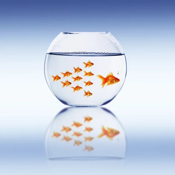 Goldfish înoată — Fotografie, imagine de stoc