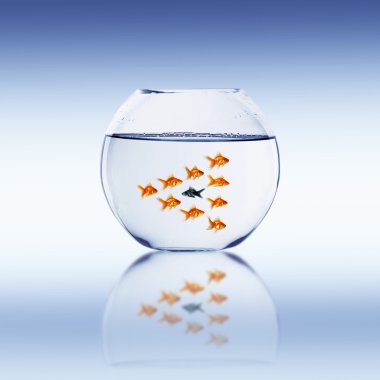 Goldfish swim clipart