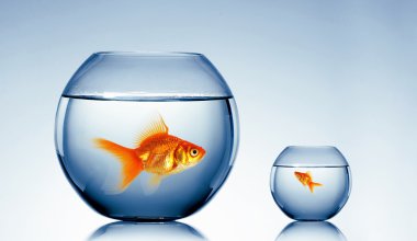 Goldfish swim clipart