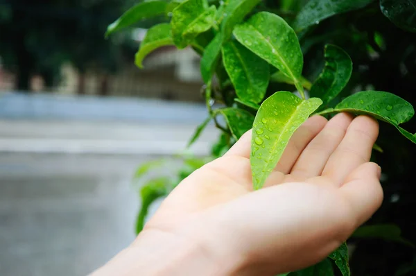 stock image Leaves with drops of water