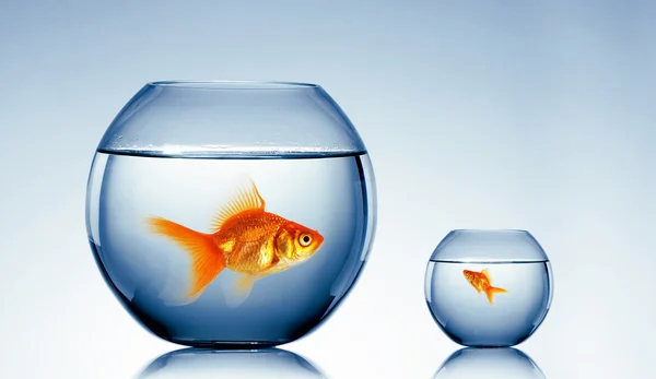 Goldfish swim — Stock Photo, Image