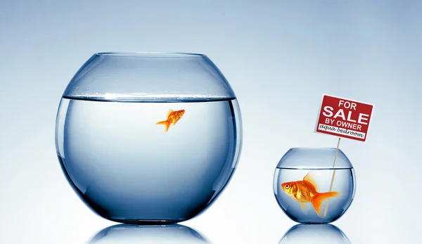 Fish in an aquarium — Stock Photo, Image