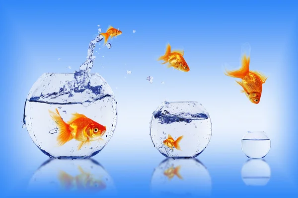 Goldfish jump — Stock Photo, Image