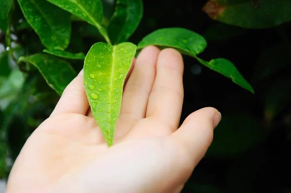 stock image Leaves with drops of water