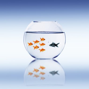 Goldfish swim clipart