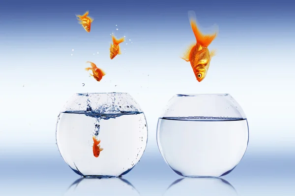 Goldfish jump — Stock Photo, Image