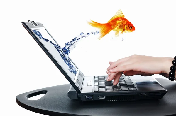 Goldfish e laptop — Fotografia de Stock