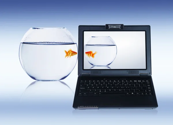 Zlaté rybky a laptop — Stock fotografie