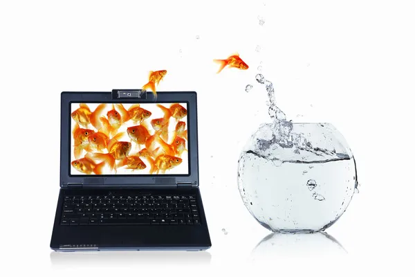 Goudvis en laptop — Stockfoto