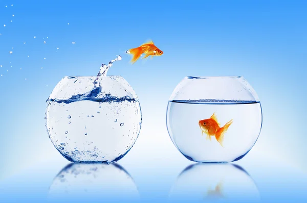 Goldfish jump Stock Picture