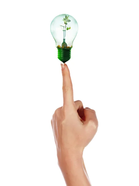 Light with a small sprout — Stock Photo, Image
