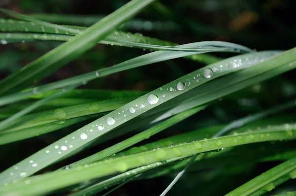 Drops of dew — Stock Photo, Image