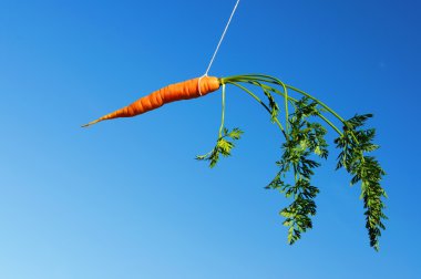 Orange carrot in the sky clipart