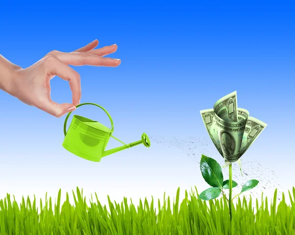 Ruka Zalévání Konev Malé Zelené Trávy Keřů Dolarových Bankovek — Stock fotografie