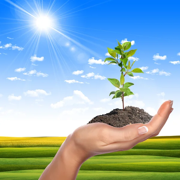Imagen Manos Sosteniendo Una Pequeña Planta Verde Crecimiento — Foto de Stock