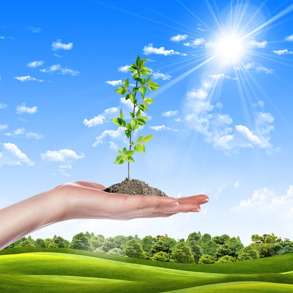 stock image Picture of hands holding small growing green plant