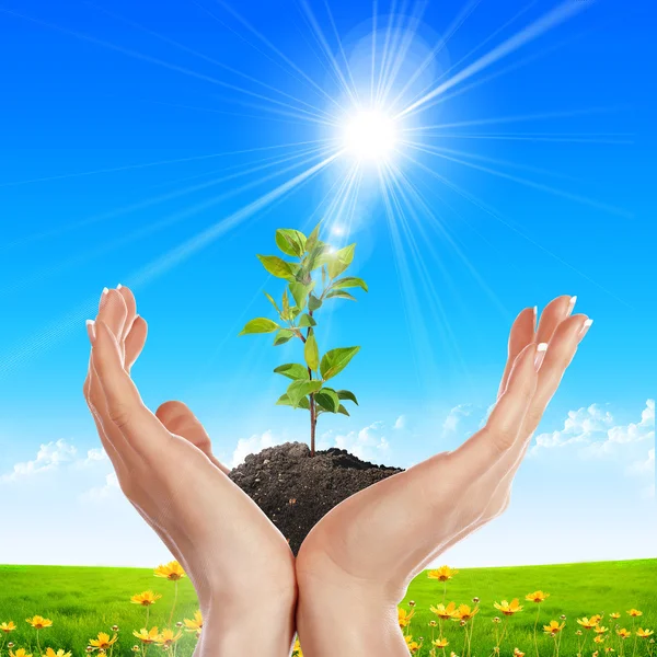 Imaginea Mâinilor Care Țin Planta Verde Mică Creștere — Fotografie, imagine de stoc