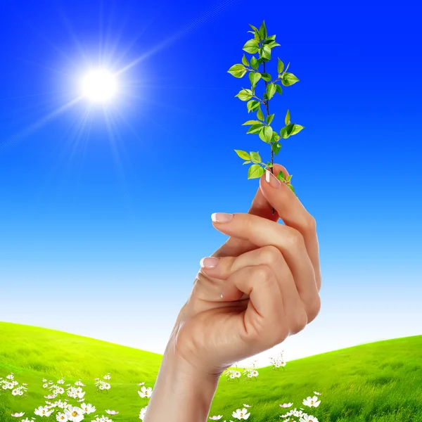 Bild Händer Som Håller Små Växande Grön Växt — Stockfoto