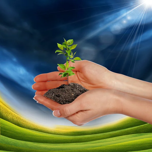 Obrázek Rukou Drží Malé Pěstování Zelených Rostlin — Stock fotografie