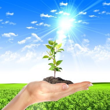 Hands holding a plant clipart