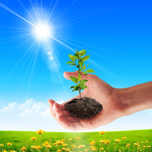 Imagem Mãos Segurando Pequena Planta Verde Crescimento — Fotografia de Stock
