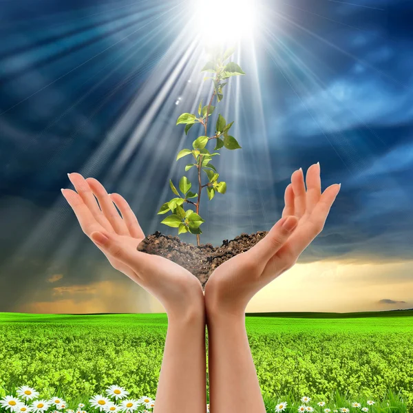 Hands holding a plant — Stock Photo, Image