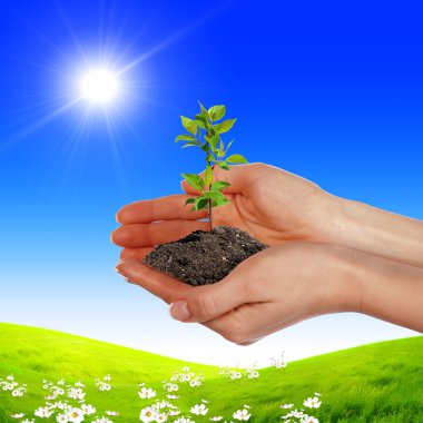Hands holding a plant clipart