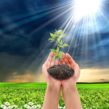 Hands holding a plant clipart