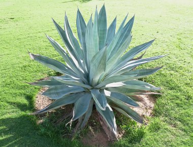 Blue agave clipart