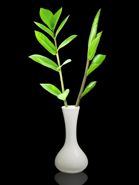 Weiße Vase mit grünen Pflanzen — Stockfoto