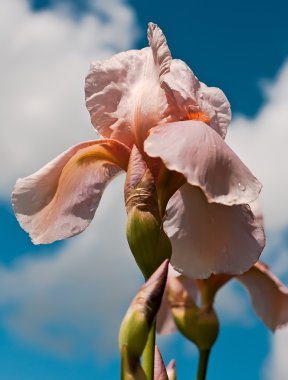 Pembe çiçek iris