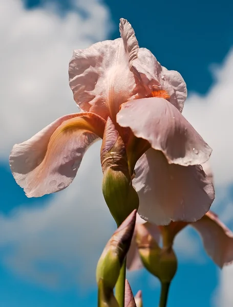 stock image Pink flower iris