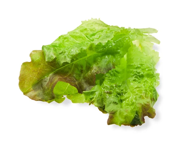 Saláta levelek — Stock Fotó