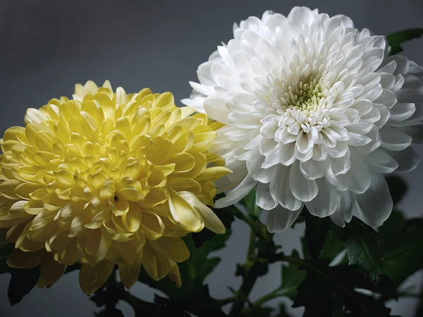 White and yellow chrysanthemums — Stock Photo, Image