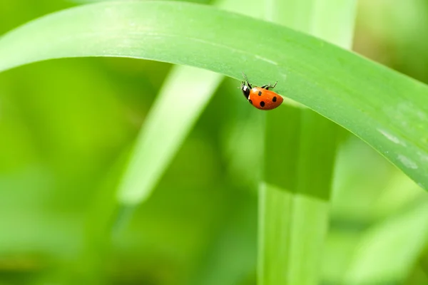 Ladybird ot the green leaf — Stock Photo, Image