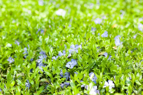 Зеленый лист и цветы. Весна — стоковое фото