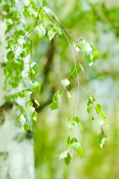 Bříza zelené listy. jaro — Stock fotografie