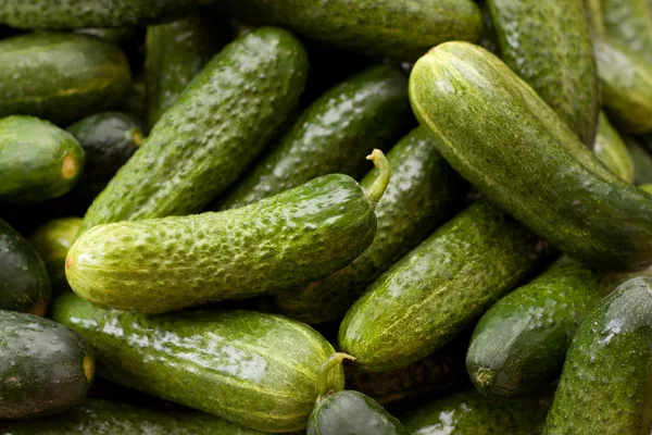 stock image Green cucumbers background