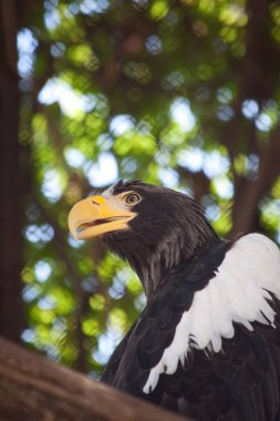 vahşi eagle portresi