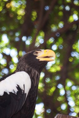 vahşi eagle portresi