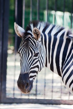 Zebra portre Hayvanat Bahçesi