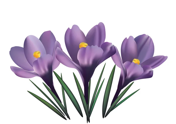 Цветы крокуса — стоковый вектор