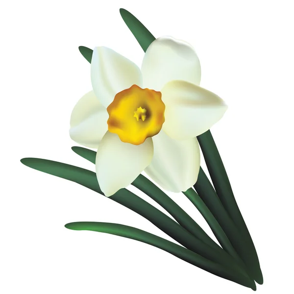 Narcisse . — Image vectorielle