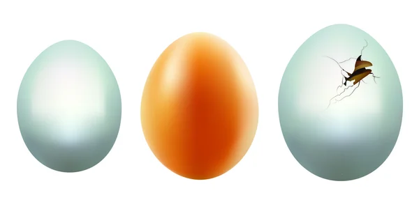 Yumurtalar. — Stok Vektör