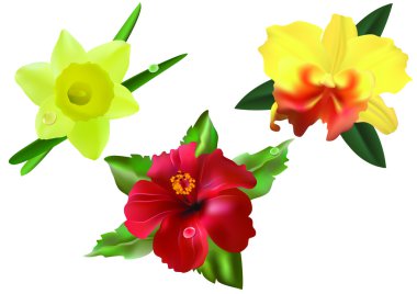 Flowers. clipart