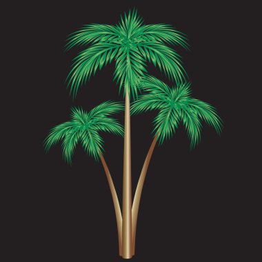 Three palm trees. clipart