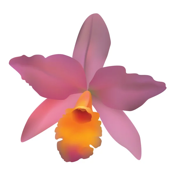 Orchid. — Stock Vector