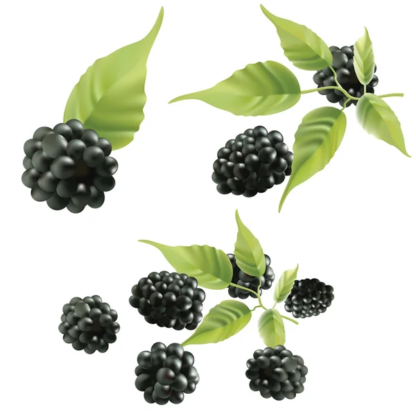 stock vector Blackberries.
