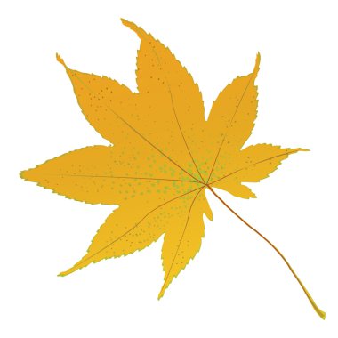 Autumn leaf. clipart