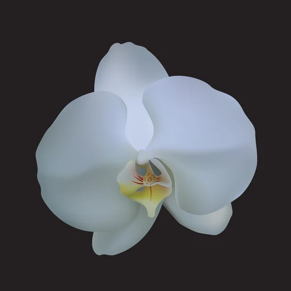Orkidé. — Stock vektor